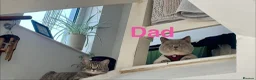 British Shorthair cats for sale: British shorthair Blue kittens - Advert 2