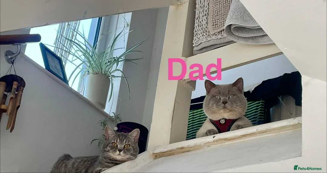 British Shorthair cats for sale: British shorthair Blue kittens - Advert 2