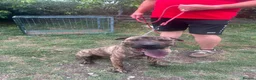 Mixed Breed dogs for adoption: Jr 1 year shar pei mix Macedonian rescue   - Advert 8