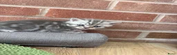 Scottish Fold cats for sale: 😊Tabby Scottish fold  - Advert 7