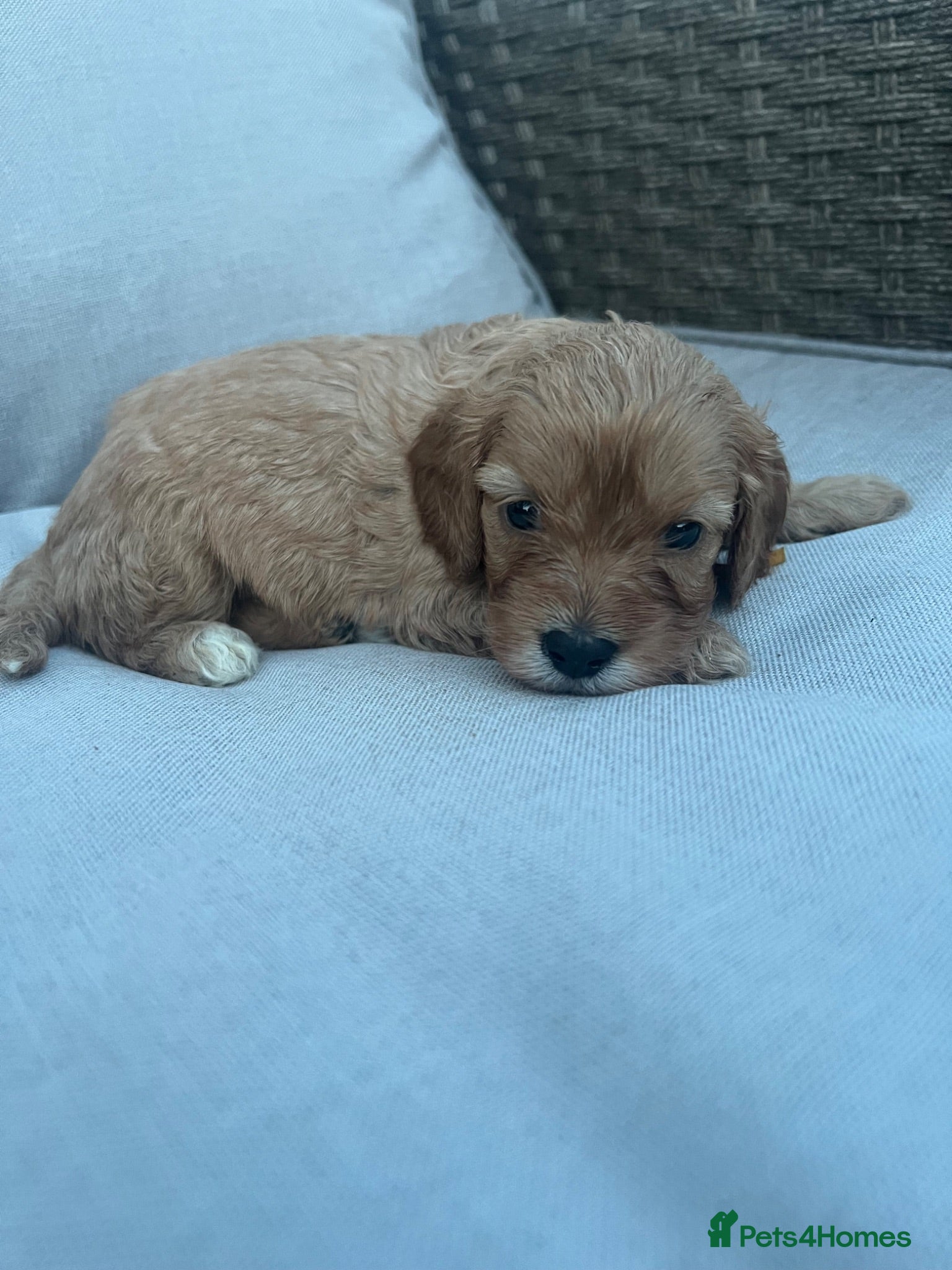 Cavapoo dogs  1 beautiful cavapoos left ready in July 🐶🐶 - Advert 2