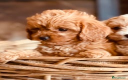 Cavapoo dogs for sale: Outstanding F1 Cavapoo Pups - Image 3