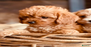 Cavapoo dogs - Advert 4