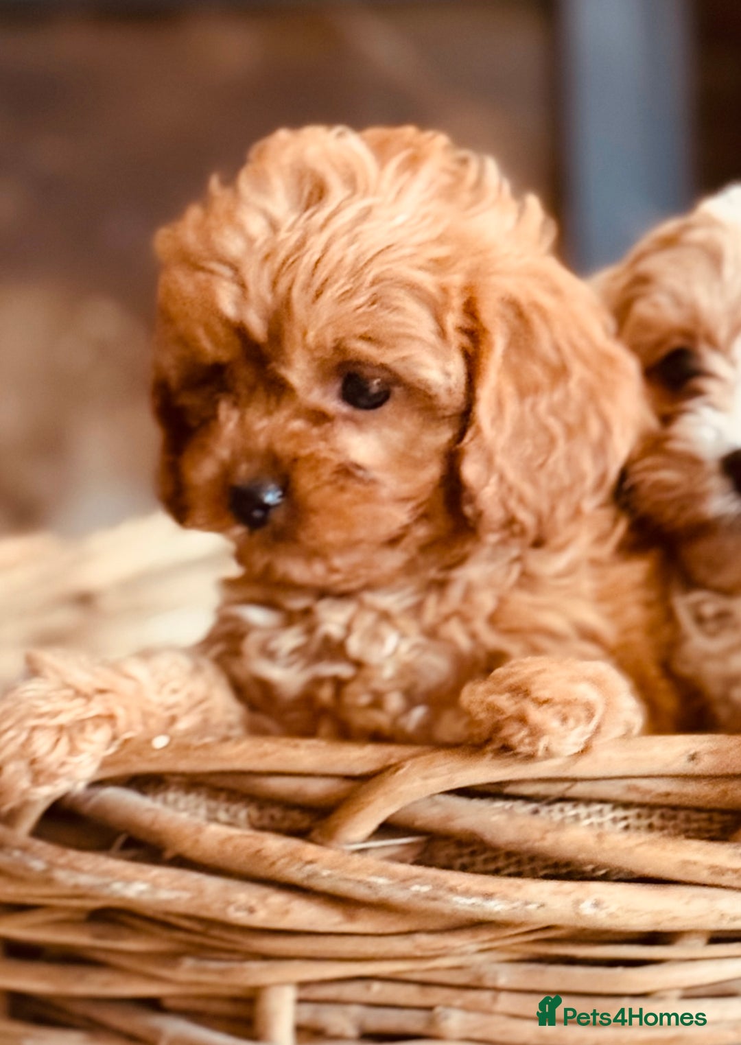 Cavapoo dogs for sale: Outstanding F1 Cavapoo Pups - Image 3