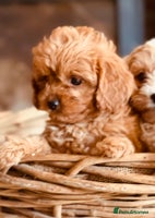 Cavapoo dogs - Advert 10