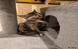 Mixed Breed cats for sale: Kittens for sale - BSH mother  - Image 3