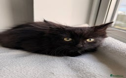 Russian Blue cats for sale: Crossed Russian Blue Kitten - Advert 4