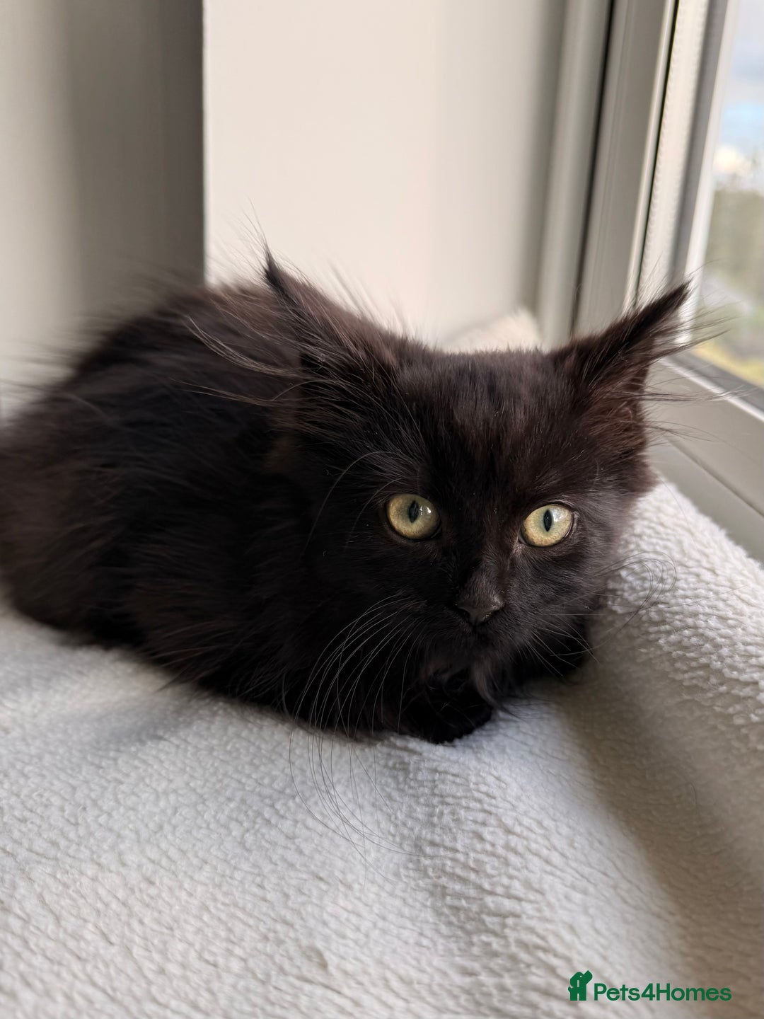 Russian Blue cats for sale: Crossed Russian Blue Kitten - Advert 4