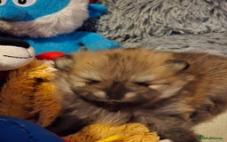 Pomeranian dogs for sale: GEORGEUS LOVELY POMERANIAN PUPPY'S 🐶07587756229🐶 - Image 17