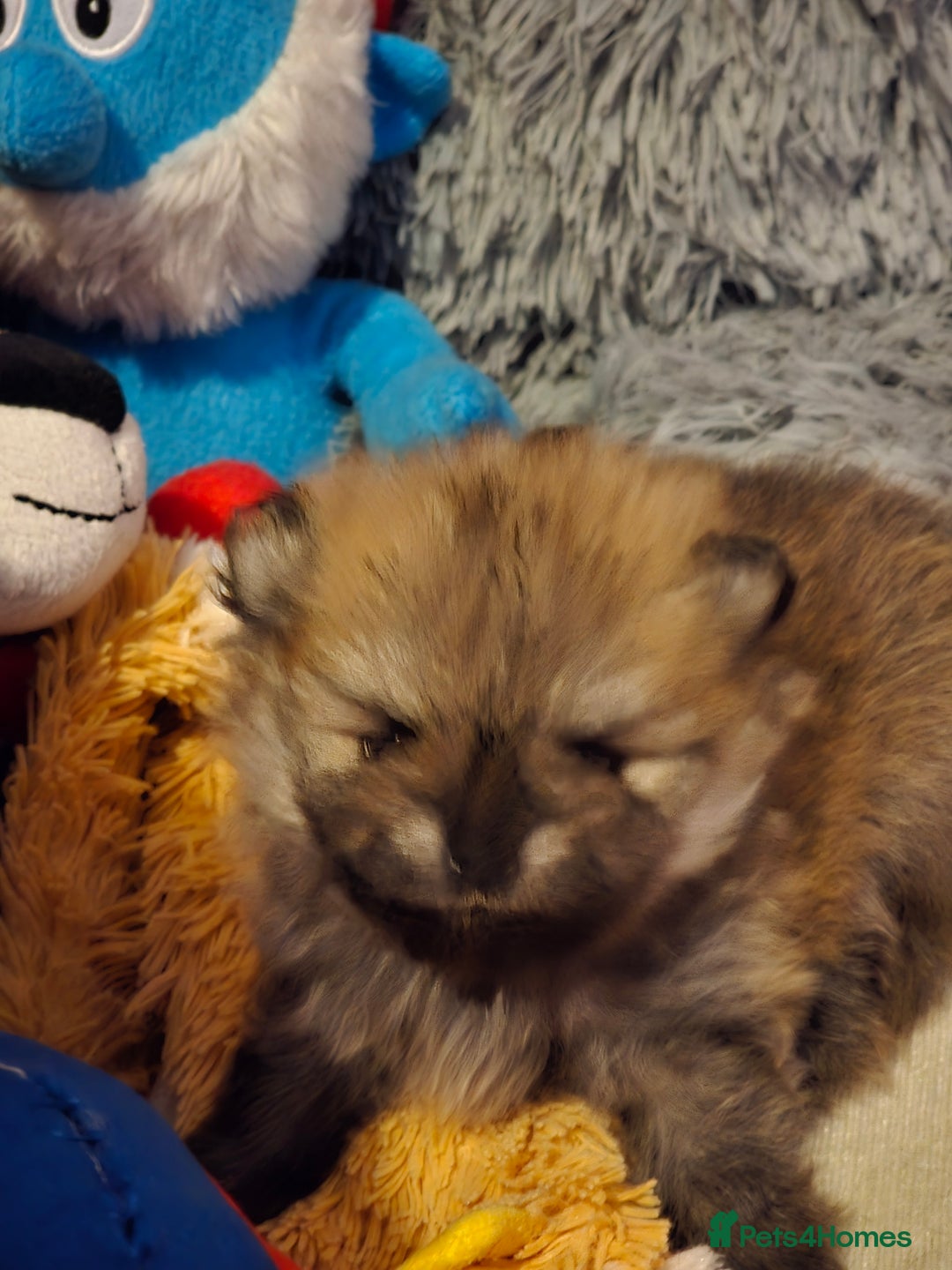 Pomeranian dogs for sale: GEORGEUS LOVELY POMERANIAN PUPPY'S 🐶07587756229🐶 - Image 17