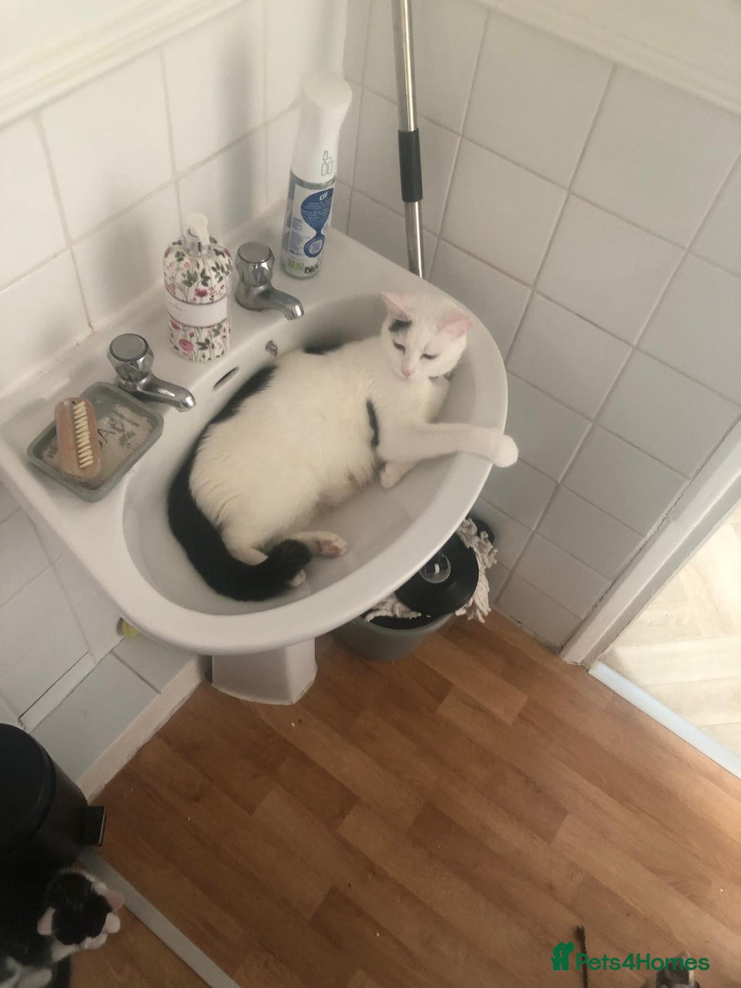 Domestic Shorthair cats for sale: Beautiful male kitten - Image 2