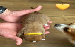 Chihuahua dogs for sale: 6 Gorgeous Chihuahua Puppies 🐶💙🩷🩷🩷🩷💙  - Image 16