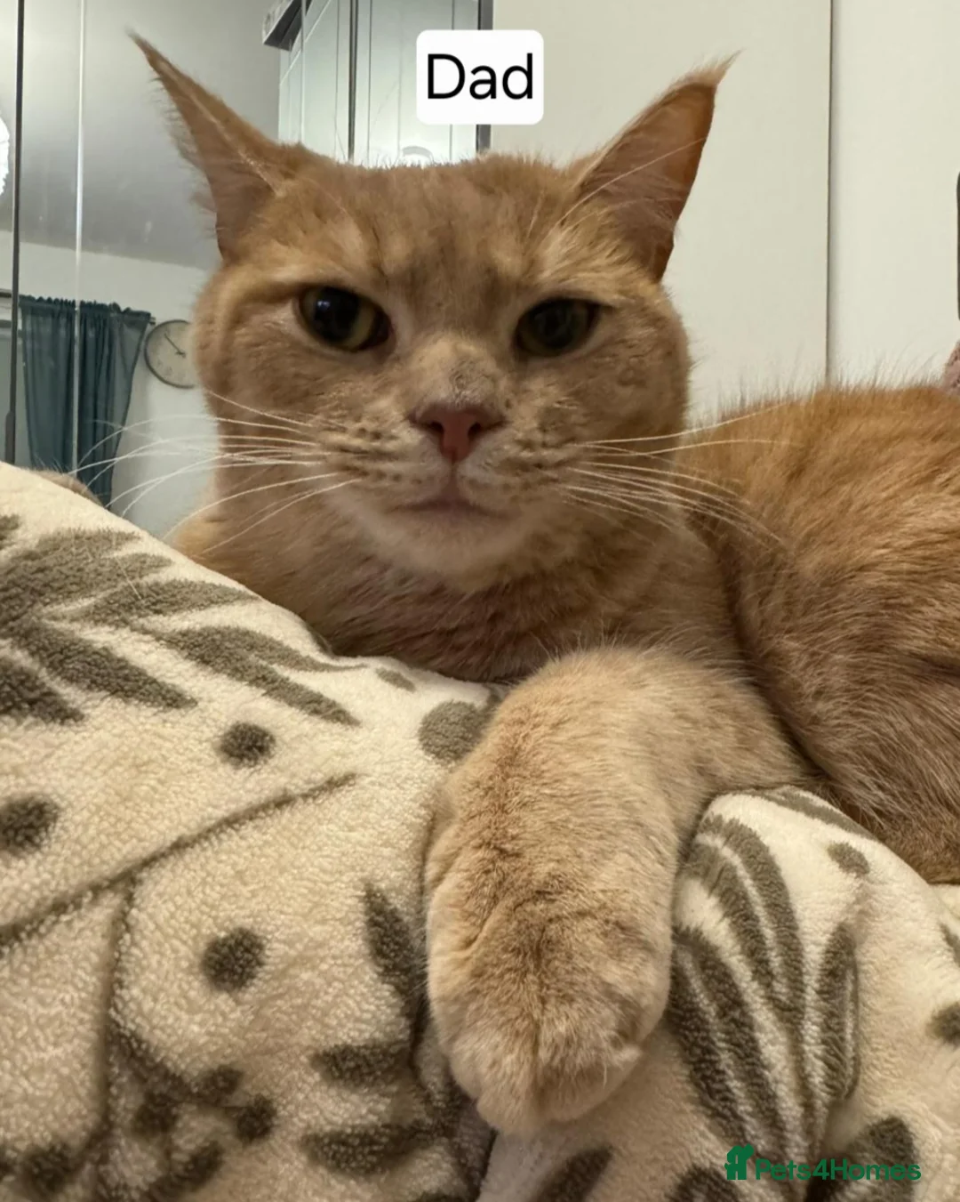 Mixed Breed cats for sale: Beautiful,playful maine coon cross kitten for sale - Advert 6