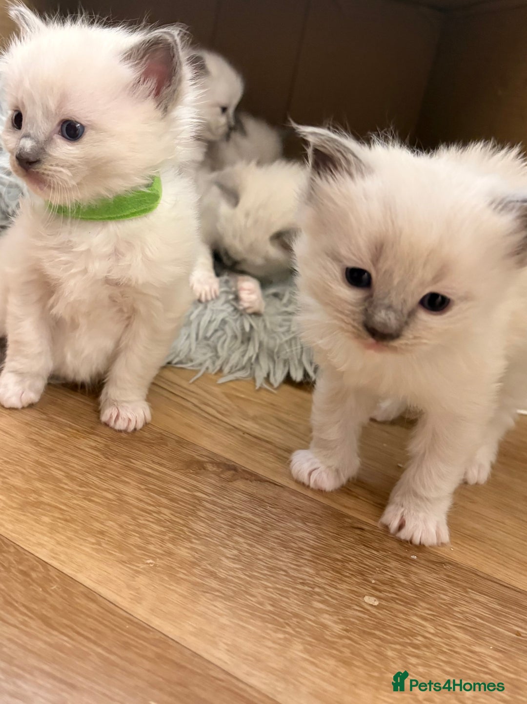 Ragdoll cats for sale: Beautiful Purebred Pedigree Blue Ragdoll Kittens - Advert 4