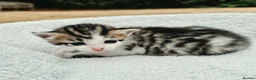 Mixed Breed cats for sale: Gorgeous Kittens for Sale - Advert 6