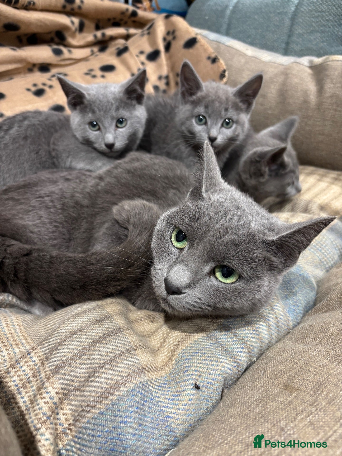 Russian Blue cats for sale: Pure bred Russian blue kittens.  - Advert 1
