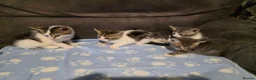 Mixed Breed cats for sale: Kittens  - Advert 2