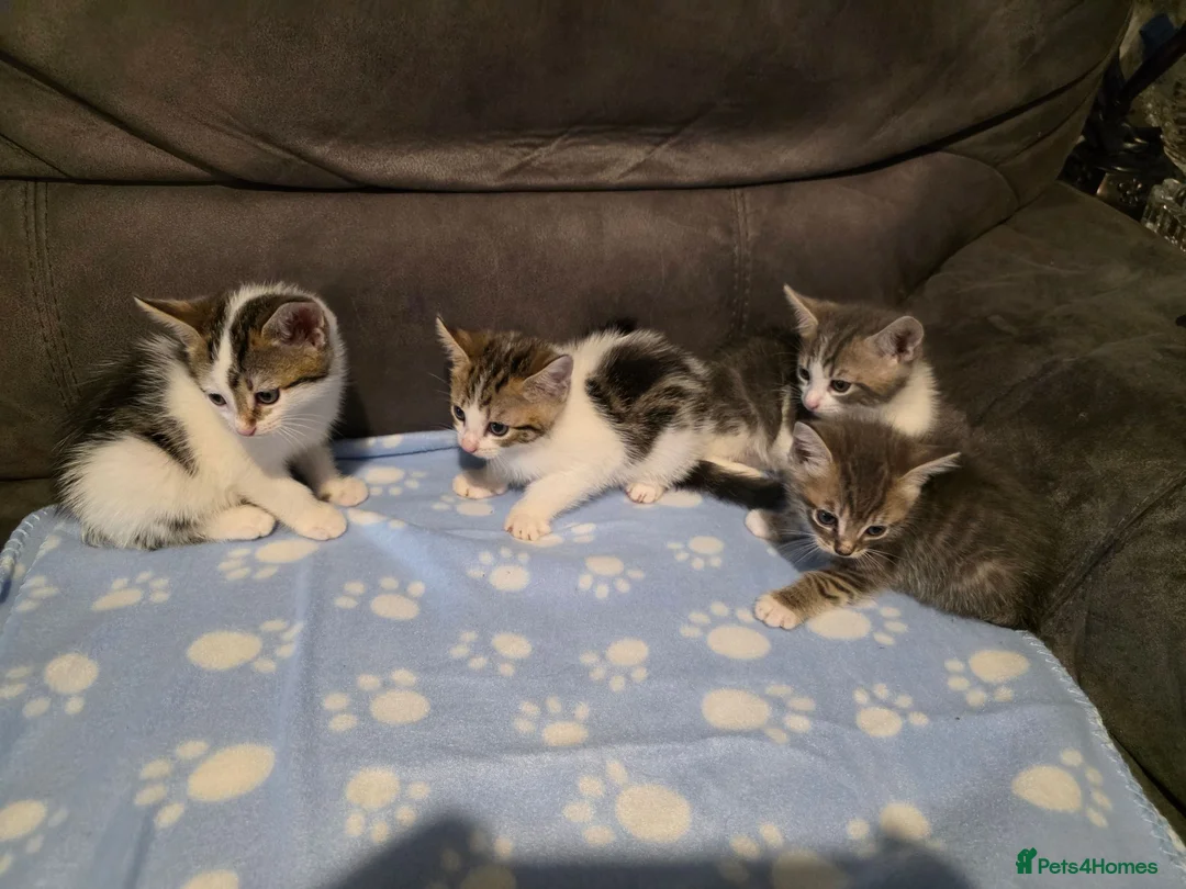 Mixed Breed cats for sale: Kittens  - Advert 2