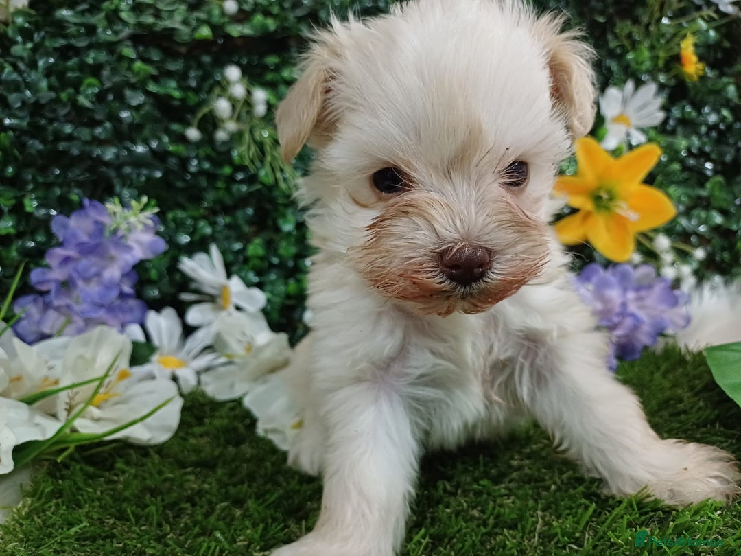 Miniature Schnauzer dogs for sale: Two beautiful girls  - Advert 6