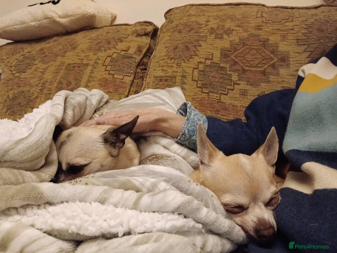 Chihuahua dogs for adoption: Mocha & Blue, bonded chihuahuas for rehoming - Advert 3