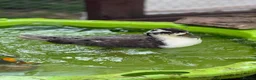 Ducks poultry for sale: Call Duck Drakes  - Advert 4
