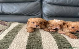 Cavapoo dogs for sale: 3 Gorgeous Cavapoo puppies - Image 11