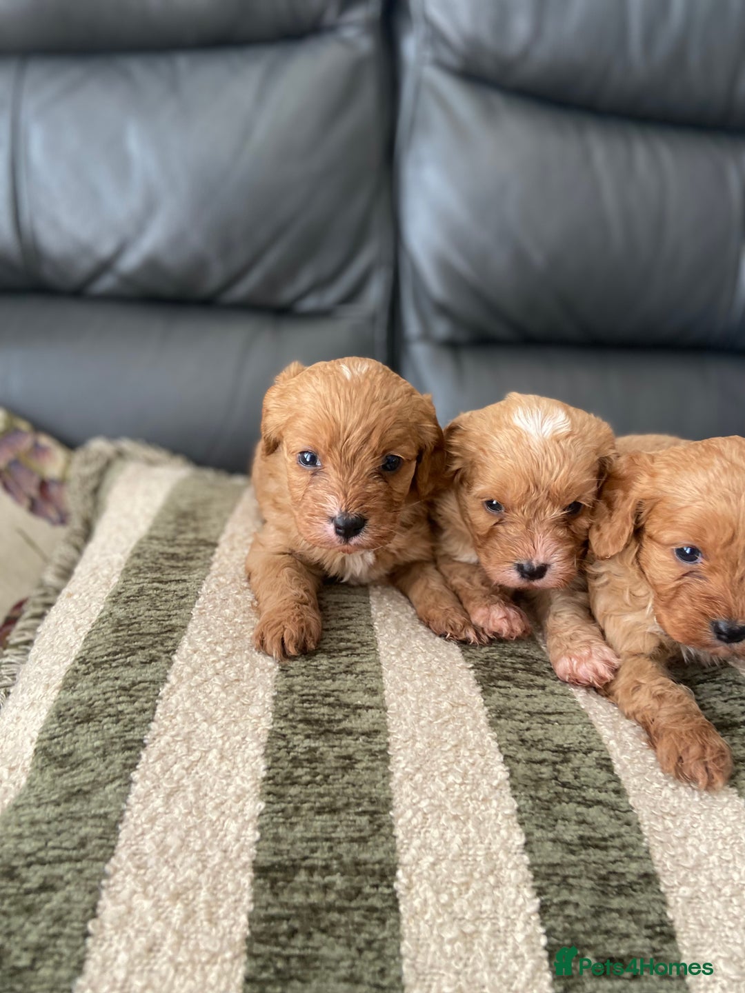 Cavapoo dogs for sale: 3 Gorgeous Cavapoo puppies - Image 11