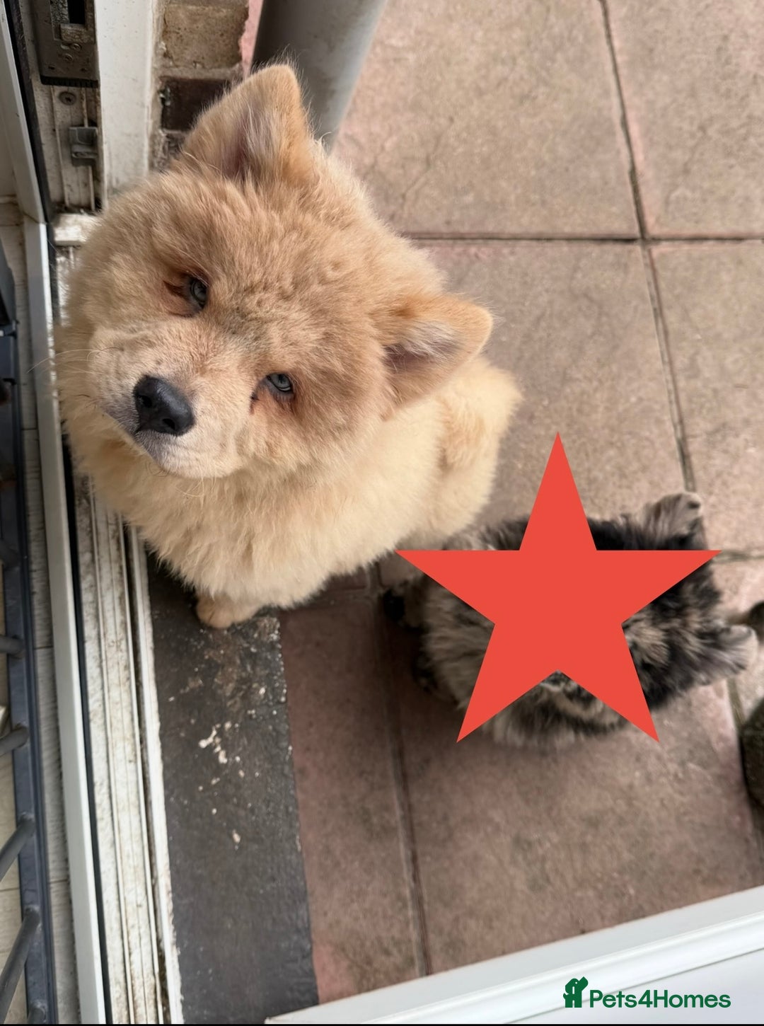 Chow Chow dogs for sale: 2 Beautiful Male Chow Chow Puppies for sale  - Image 11