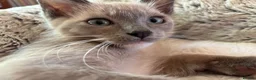 Tonkinese cats for sale: Exquisite Kittens- Tonkinese Dolls - Advert 25