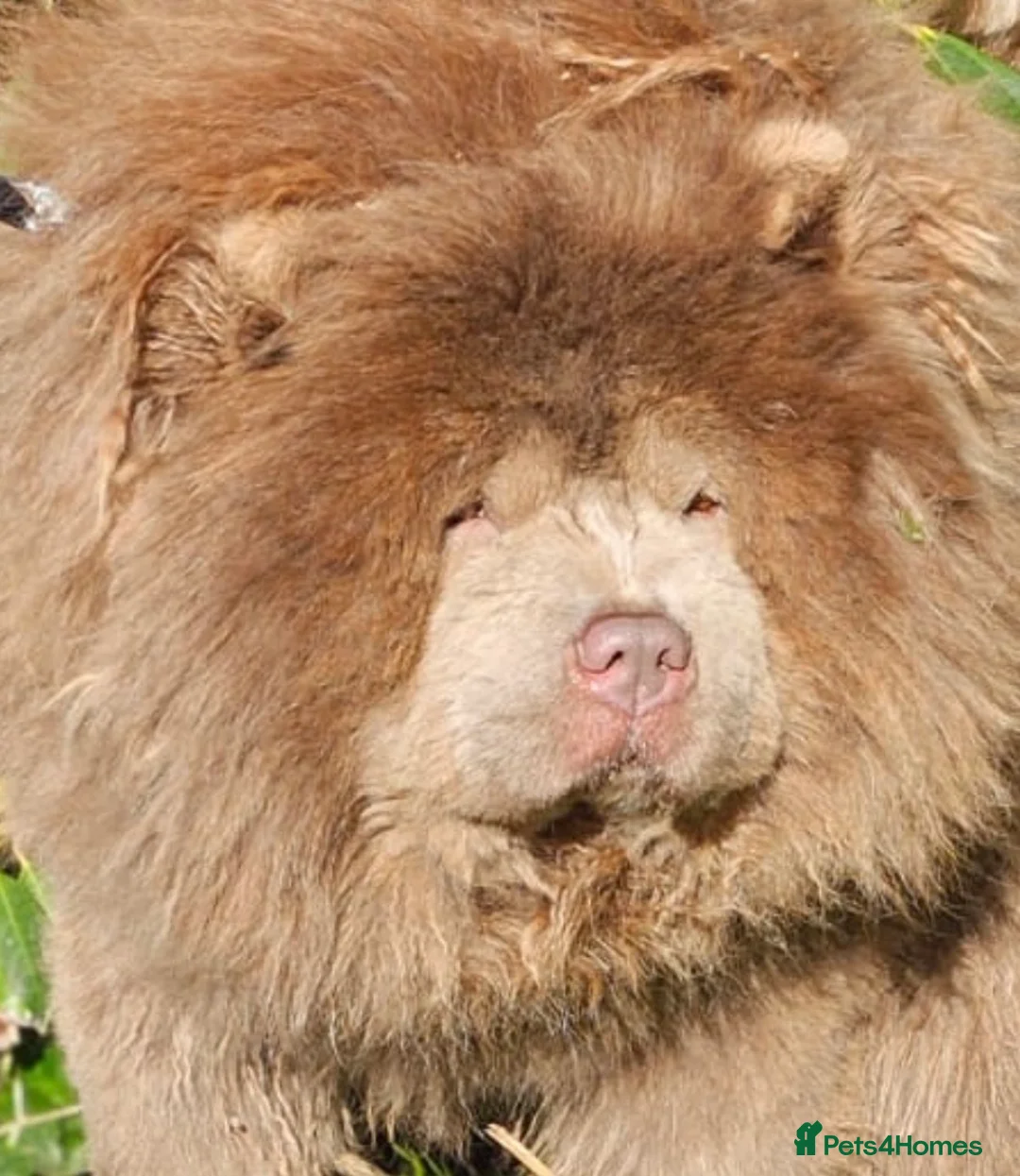 Chow Chow dogs for stud: lilac chow chow stud in Bury - Advert 3