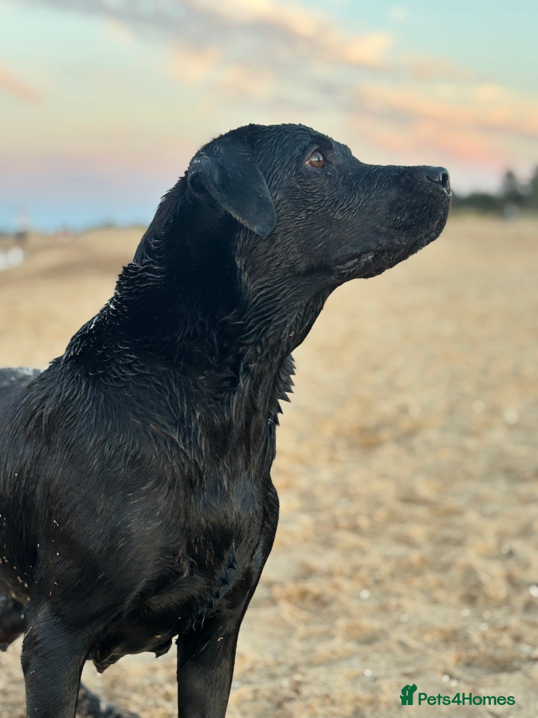 Labrador Retriever dogs for sale: Beautiful litter of Labradors - Image 2