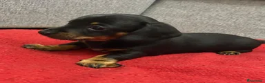 Miniature Dachshund 4