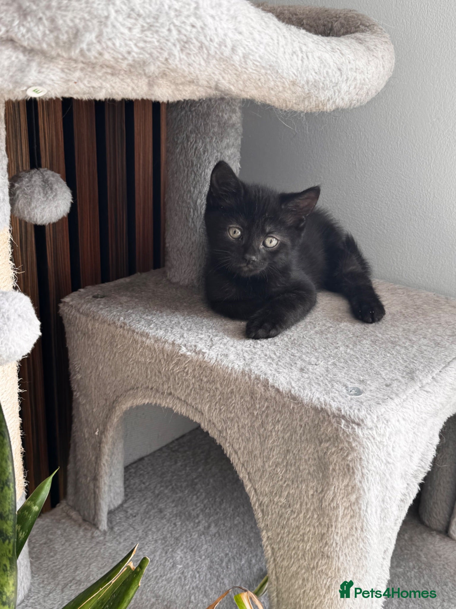 Mixed Breed cats 😻ONLY ONE BOY LEFT 😻 - Advert 1