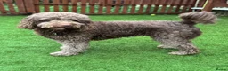 Labradoodle dogs for sale: Multi generation chocolate labradoodle puppies  - Advert 6