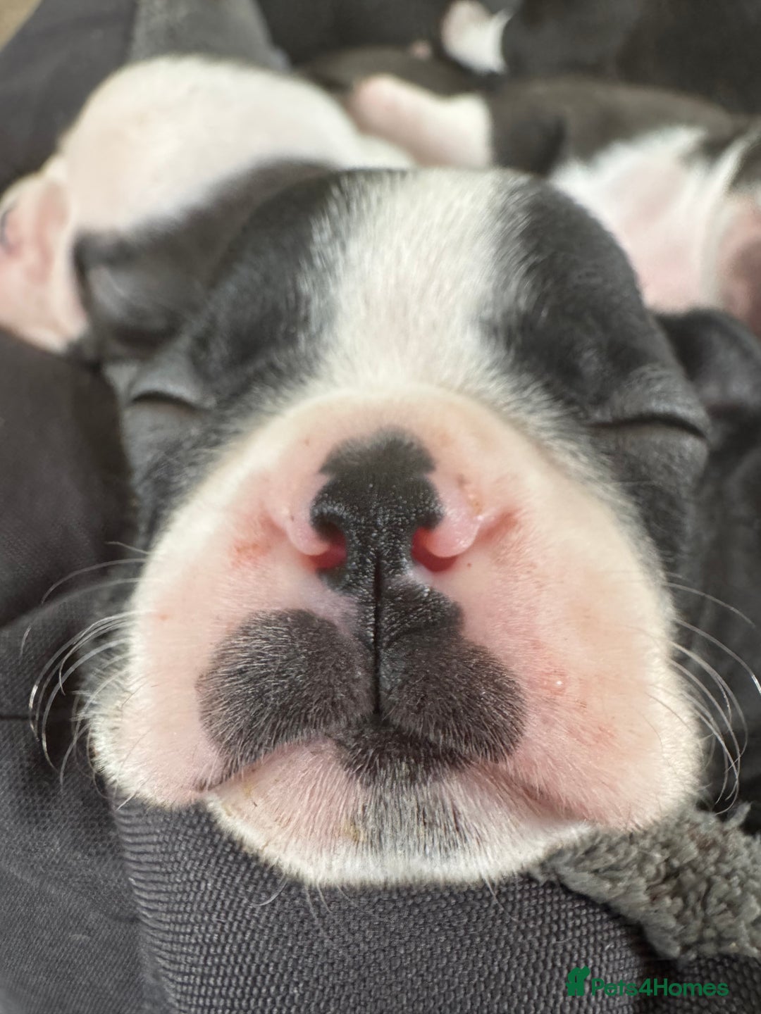 Boston Terrier dogs for sale: Beautiful Boston Terrier Puppies for Loving Homes - Image 21