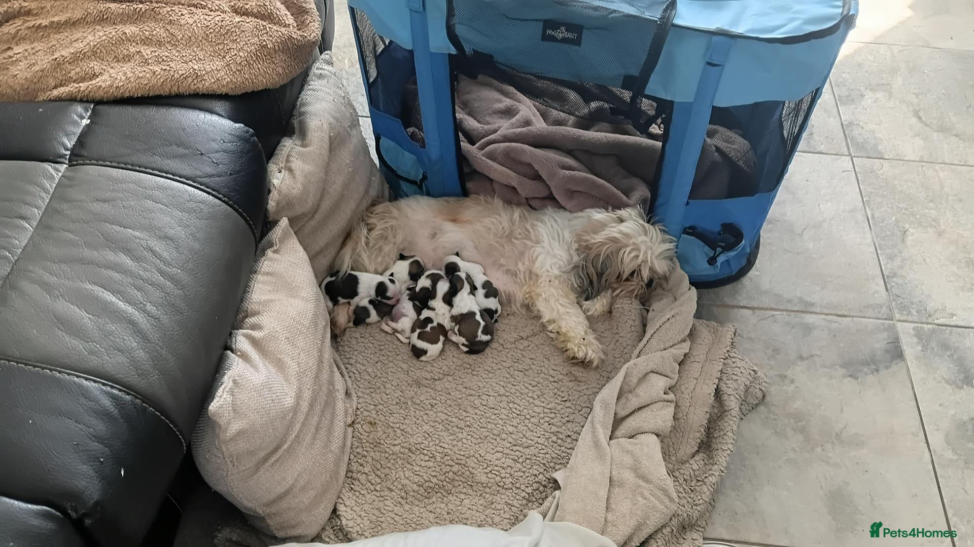Shih Tzu dogs Beautiful puppies  - Advert 1