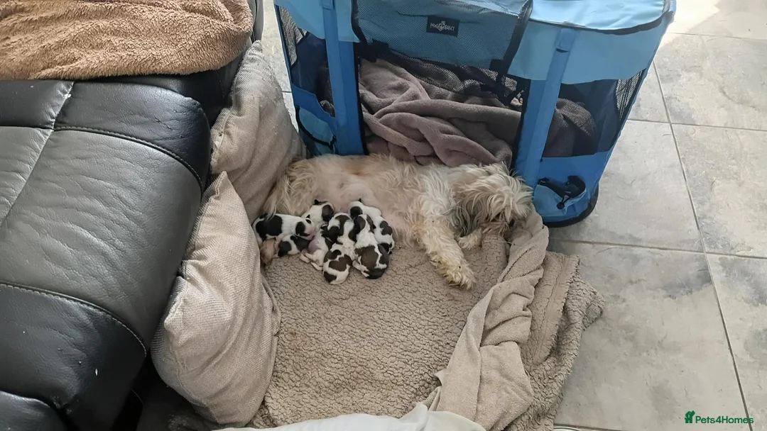 Shih Tzu dogs for sale: Beautiful puppies  - Advert 1