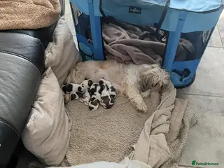 Shih Tzu dogs Beautiful puppies - Advert 1
