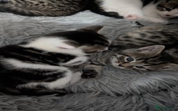 Mixed Breed cats for sale: Beautiful British Shorthair cross kittens  - Image 2