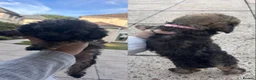 Mixed Breed dogs for sale: Poodle mix in Bootle - Advert 3