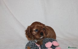 Cavalier King Charles Spaniel dogs for sale: Gorgeous Cavalier King Charles Spaniel puppies - Image 6