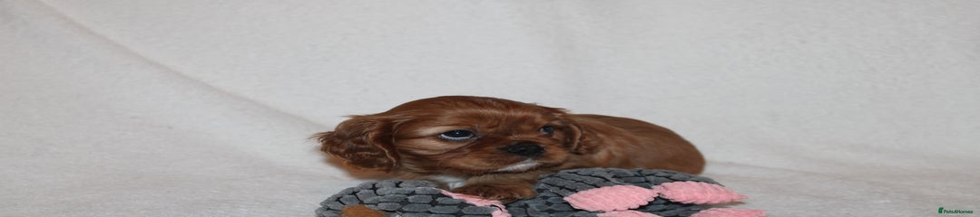 Cavalier King Charles Spaniel Puppy 1