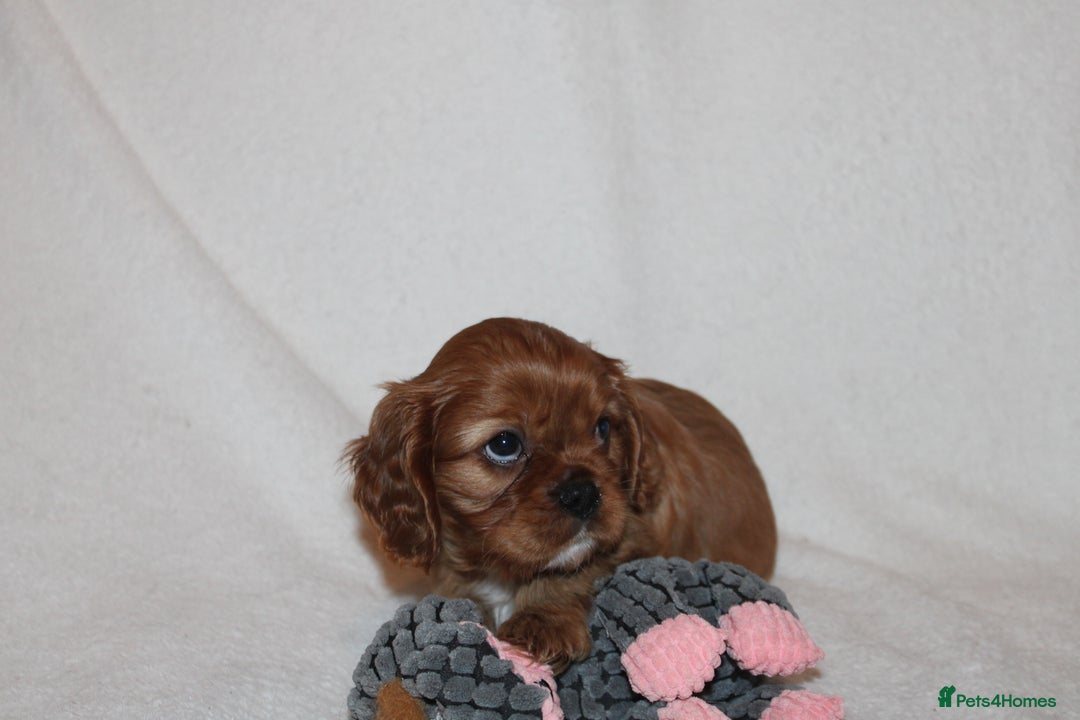 Cavalier King Charles Spaniel dogs for sale: Gorgeous Cavalier King Charles Spaniel puppies - Image 6