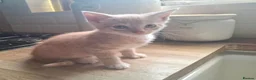 Maine Coon cats for sale: 5 MAINE COON CROSS KITTENS - 3 LEFT - Advert 12