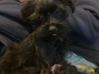 Mixed Breed dogs Gorgeous Homebred puppies - Advert 5