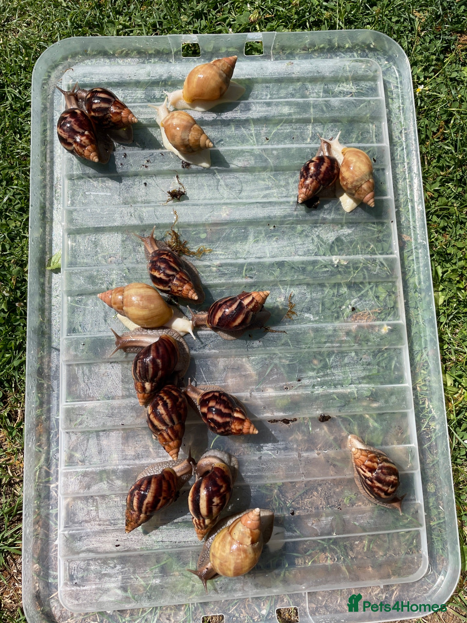 Snails invertebrates Giant African Snails for sale! - Advert 2