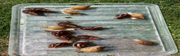 Snails invertebrates for sale: Giant African Snails for sale! - Advert 2