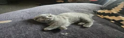 British Shorthair cats for sale: 2 British Blue / Scottish Fold kittens - Advert 4