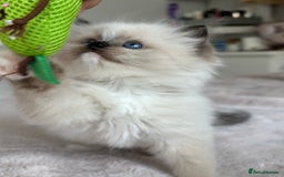 Ragdoll cats for sale: Beautiful pedigree kittens, show quality 💎❤️💎 - Image 5