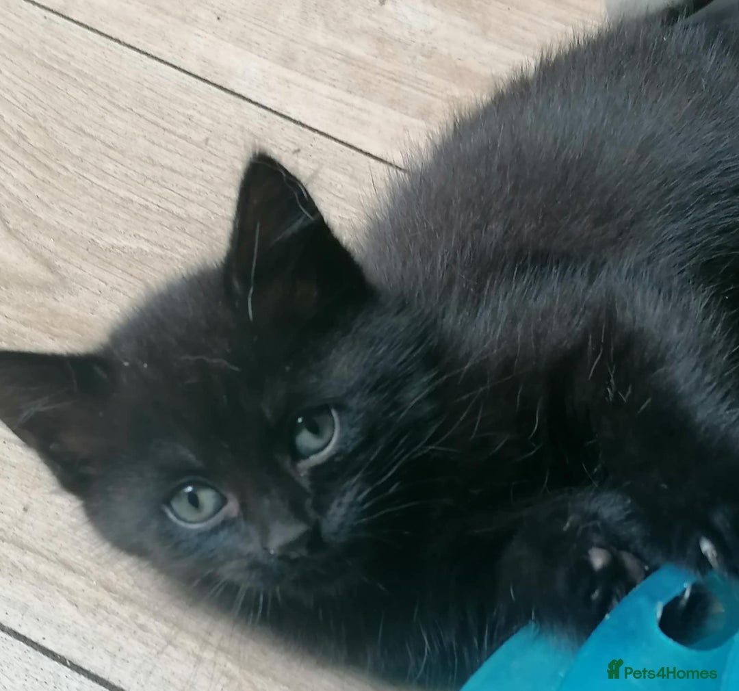 Mixed Breed cats for sale: Kittens - Image 1